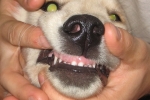 Чистка зубов у собаки