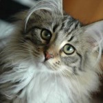 Купание вашей домашней кошки