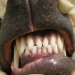 Как ухаживать за зубами собаки?