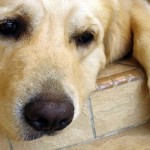 Болезни собак и их первые симптомы