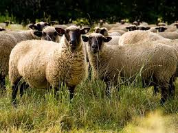 Овцы газонокосильщики