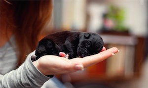 Новорожденный щенок