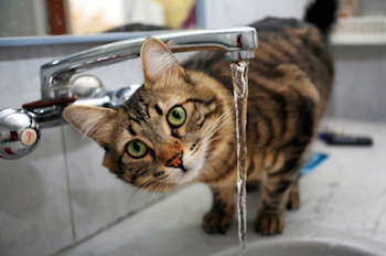 Кошка должна пить воду