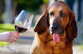 Собака и алкоголь