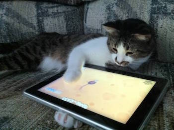 iPad для кошки