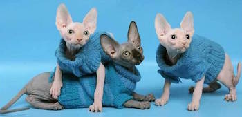 Одежда для кошки