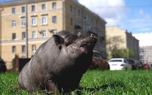 Свинья гуляет по улицам города