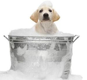 Как помыть собаку