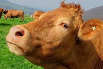 В Свердловской области коровы едят конфеты