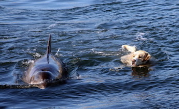 Дружба дельфина и собаки