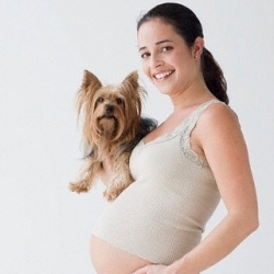 О влиянии собак на беременных