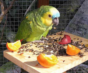 Кормление волнистых попугаев