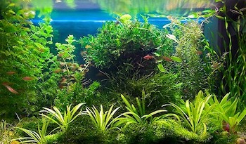 Растения в аквариуме