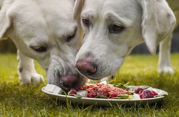 Кормление собак натуральной пищей