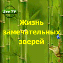 ZooTV: Жизнь Замечательных Зверей