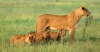 львица с детенышами