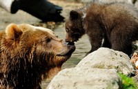 медведица и детеныш