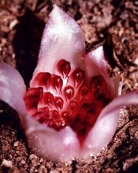 подземная орхидея
