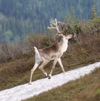 северный олень