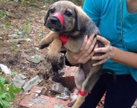 спасенный щенок