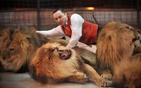 львы в цирке