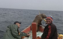 морской котик в лодке