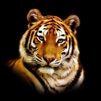 тигр сбежавший