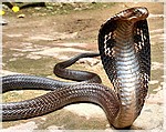 Азиатская кобра
