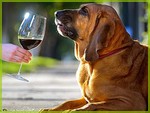 Собака и вино