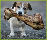 Собака и кости