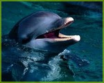 Буррунанский дельфин