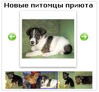 Новые питомца приюта на Яндексе