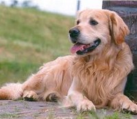 Лечение блох у собак