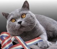 Британский кот