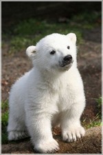 белый медвежонок