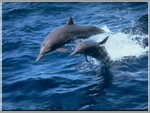 дельфины2