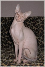 голая кошка -сфинкс