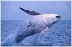 кит горбатый1