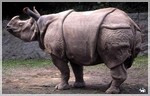 маленький носорог