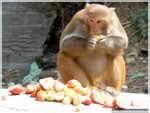 обезьяна с яблоками