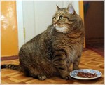 ожирение у животных
