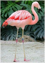 розовый фламинго1