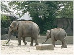 слониха и малыш
