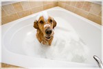 собака в ванне