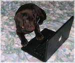 собака за компьютером