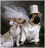  свадьба для собак