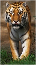 тигр на охоте